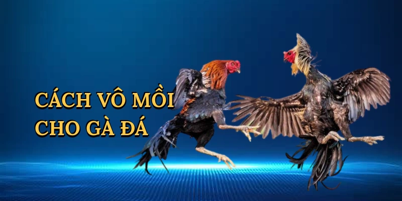 Cách vô mồi cho gà đá