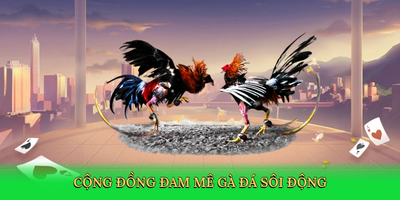 Cộng đồng đam mê gà đá sôi động