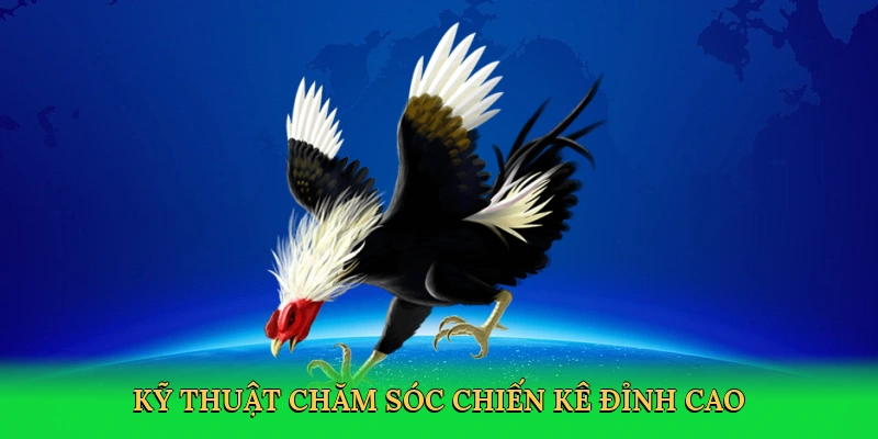 Kỹ thuật chăm sóc chiến kê đỉnh cao