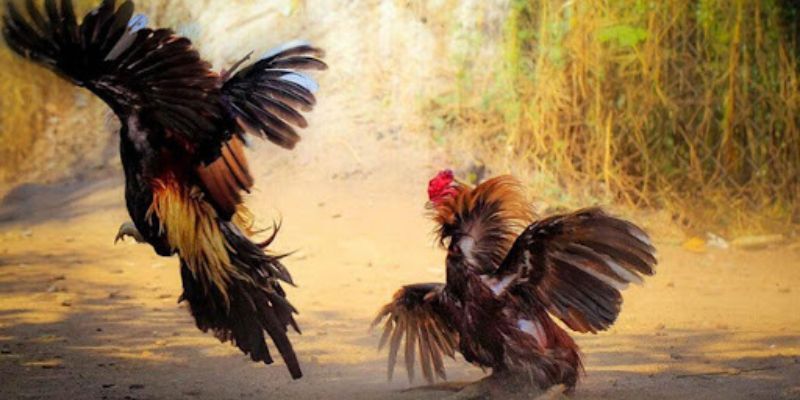 Những mẹo đá gà Go88