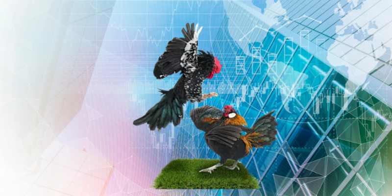 Quản lý thời gian và ngân sách khi theo dõi đá gà